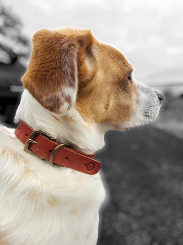 "THE COMPANION" LEATHER DOG COLLAR - RED